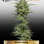 Hella Jelly (Feminized) - Humboldt Seed Company