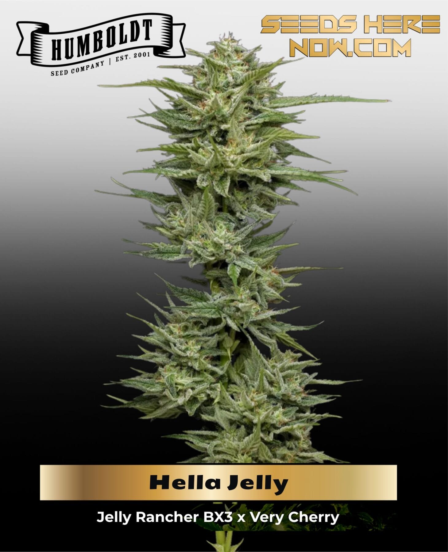 Hella Jelly (Feminized) - Humboldt Seed Company