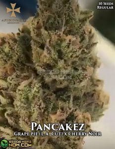 Pancakez (regular) - aficionado seeds