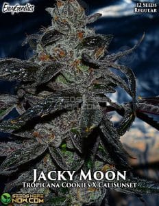 Jacky Moon (Regular) (space) Envy Genetics