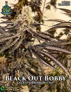 Black out bobby (feminized) - exotic genetix