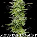 Mountaintop Mint (Feminized) - Humboldt Seed Company