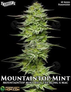 Mountaintop Mint (feminized) - Humboldt Seed Company