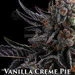 Vanilla Creme Pie (Feminized) - Humboldt Seed Company