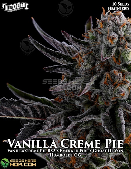 Humboldt-Seed-Company-Vanilla-Creme-Pie