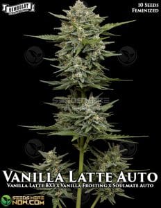 Vanilla Latte Auto (autoflower) - Humboldt Seed Company