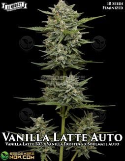 Humboldt Seed Company - Vanilla Latte Auto {AUTOFEM} [10pk]Vanilla Latte Auto