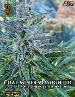Mandalorian Genetics - Coal Miner's Daughter {AUTOREG} [10pk]