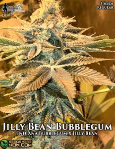 Jilly Bean Bubblegum (regular) - Mz Jill Genetics