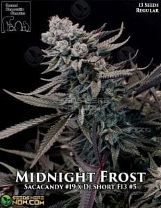Midnight Frost (regular) - Second Generation Genetics