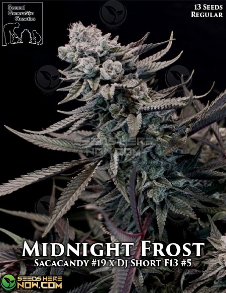 - Second Generation Genetics - Midnight Frost {Reg} [13Pk] +Breeder Gift