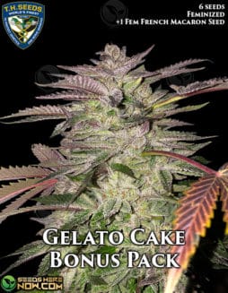 T.H. Seeds - Gelato Cake Bonus Pack {FEM} [7pk]th-seeds-gelato-cake-bonus-fem