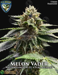 Melon vader (feminized) - t. H. Seeds