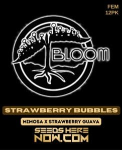 Strawberry bubbles (feminized) - bloom seed co.