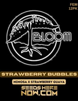 Bloom Seed Co. - Strawberry Bubbles {FEM} [12pk]Bloom Strawberry Bubbles Bloom Seeds