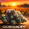 Georgiacry (regular) - Envy Genetics