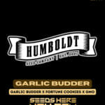 Garlic Budder (Feminized) - Humboldt Seed Company
