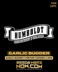 Garlic Budder (feminized) - Humboldt Seed Company