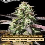 Chunkadelic Autoflower (Autoflower) - Humboldt Seed Company