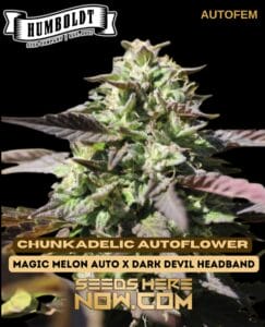 Chunkadelic autoflower (autoflower) - humboldt seed company