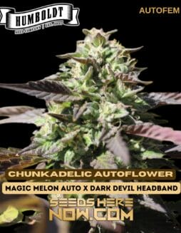 Humboldt Seed Company - Chunkadelic Autoflower {AUTOFEM}Humboldt Seed Company - Chunkadelic Autoflower {AUTOFEM}