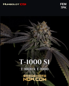 T - 1000 S1 (feminized) - Csi Humboldt