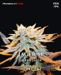 Jager S1 (feminized) - Csi Humboldt