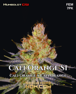 Cali Orange S1 (Feminized) (space) CSI Humboldt