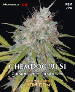 Chemdog '91 S1 (Feminized) (space) CSI Humboldt