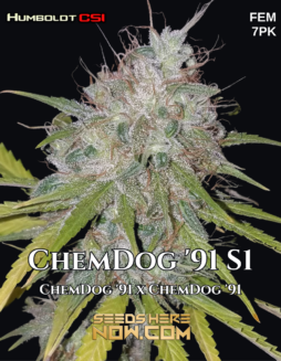 CSI Humboldt - Chemdog '91 S1 {FEM} [7pk]Plant photo info card