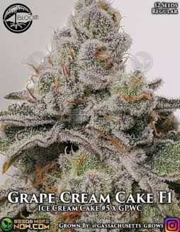 Bloom Seed Co. - Grape Cream Cake F1 {REG} [12pk]bloom seed co grape cream cake