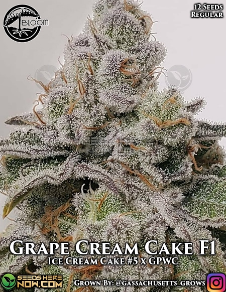 Excellent cannabis Ice Cream Cake feminized can be used for alleviating Crohn's disease