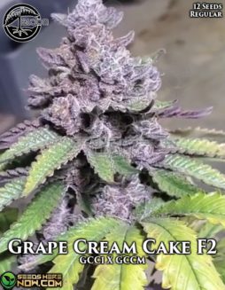 Bloom Seed Co. - Grape Cream Cake F2 {REG} [12pk]bloom seed co grape cream cake