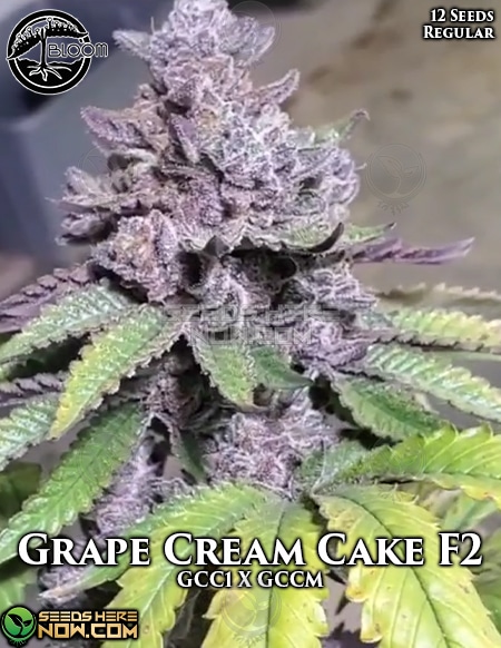 Bloom Seed Co Grape Cream Cake