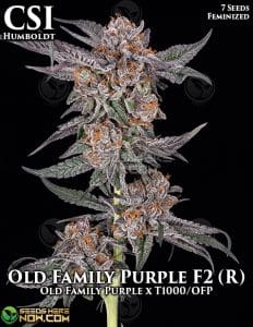 Old Family Purple F2 (r) (feminized) - Csi Humboldt