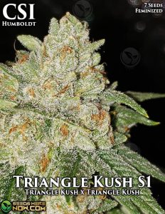 Triangle Kush S1 (Feminized) (space) CSI Humboldt