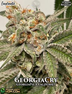 Georgiacry (regular) - Envy Genetics