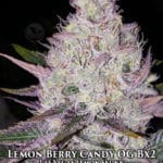 Lemon Berry Candy OG BX2 (Regular) - Ethos Genetics