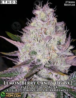 Ethos Genetics - Lemon Berry Candy OG Bx2 {REG} [17pk]lemon berry candy og bx2