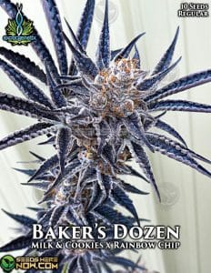 Baker's dozen (regular) - exotic genetix