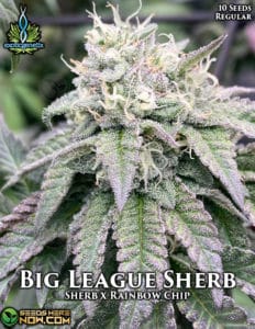 Big League Sherb (Regular) - Exotic Genetix