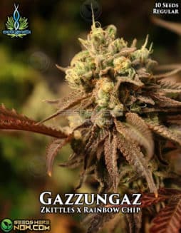 Exotic Genetix - Gazzungaz {REG} [10pk]Gazzungaz