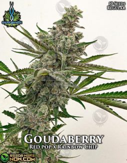 Exotic Genetix - Goudaberry {REG} [10pk]Goudaberry