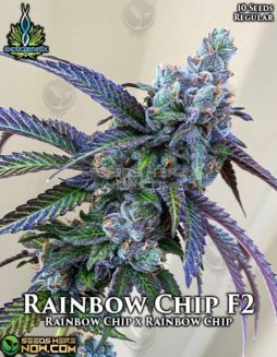 Exotic Genetix - Rainbow Chip F2 {REG} [10pk]Rainbow Chip F2