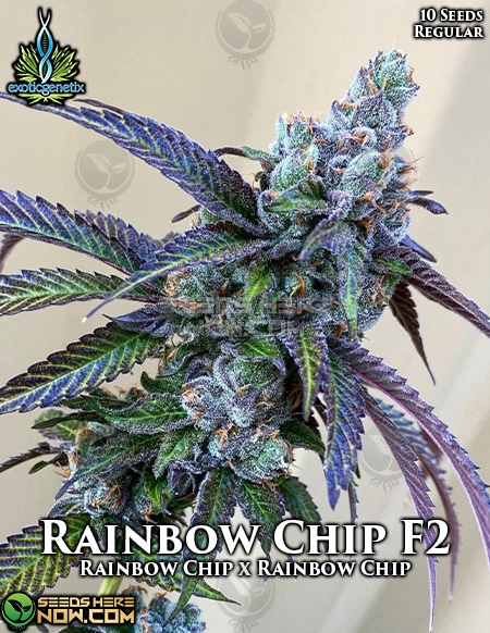 Rainbow Chip F2