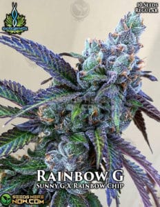 Rainbow G (regular) - Exotic Genetix