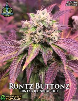 Exotic Genetix - Runtz Buttonz {REG} [10pk]Runtz Buttonz