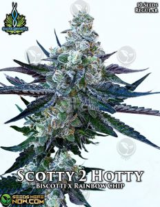Scotty 2 hotty (regular) - exotic genetix