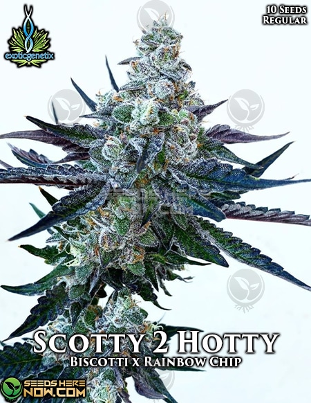 Scotty 2 Hotty
