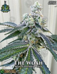 the Woah (regular) - Exotic Genetix